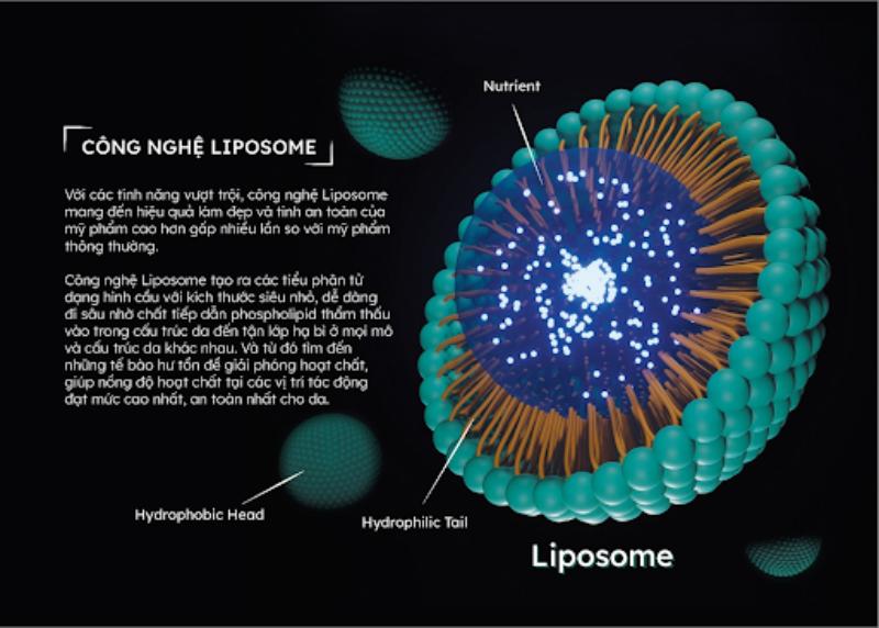 Công nghệ Liposome trong bộ sản phẩm Autophagy của Lorsia